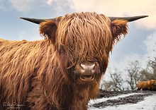The Kilted Photographer Prints