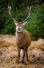 The Kilted Photographer Prints