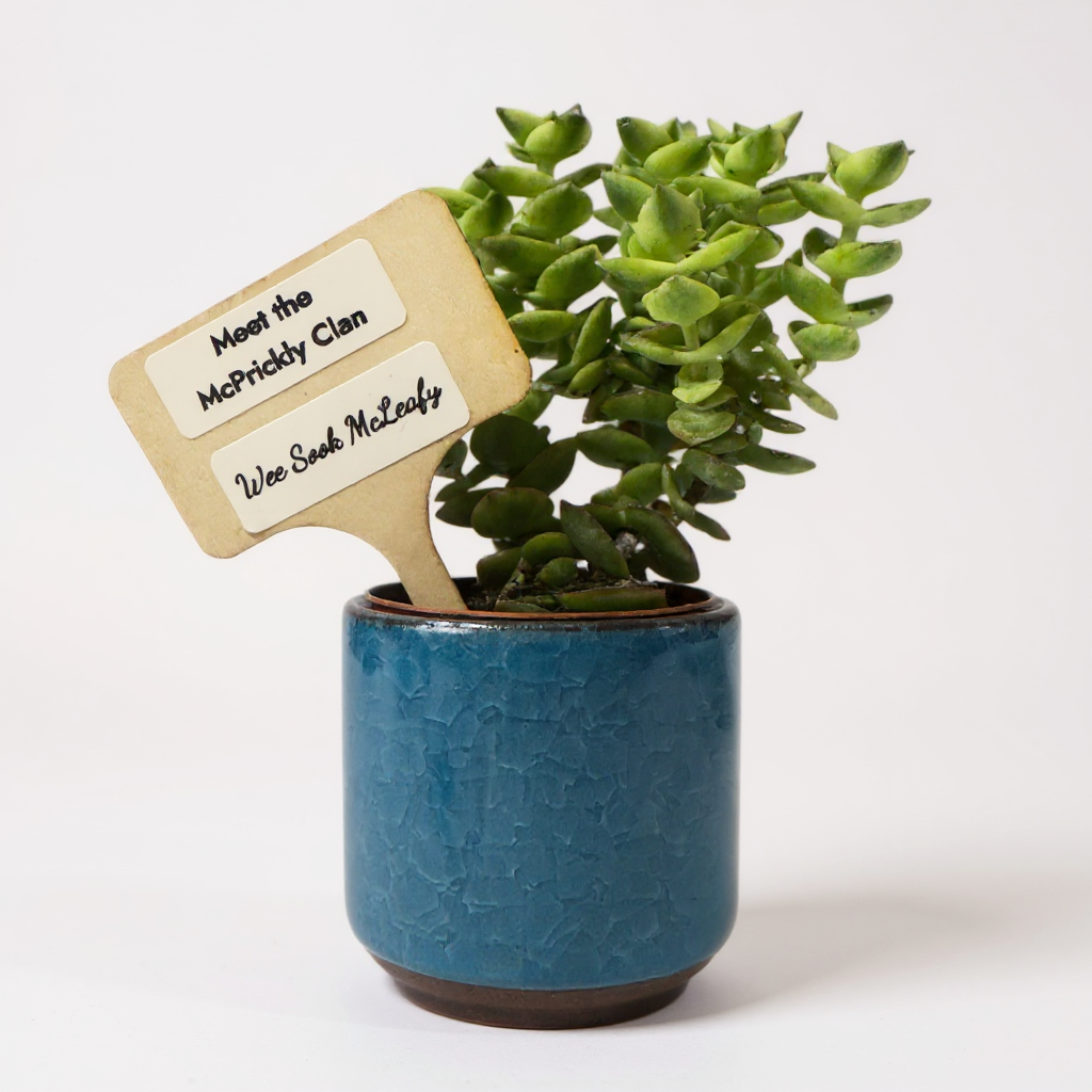 Clan Artisan McPrickly Clan Cacti